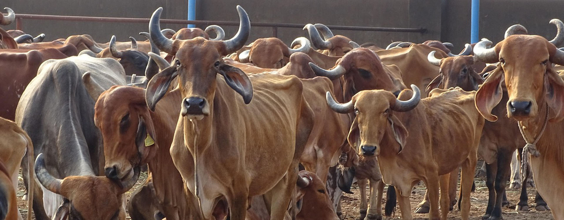 Gauseva (Cow Care)
